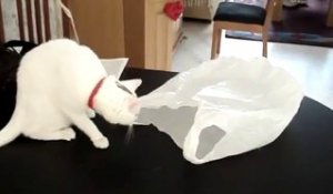 Le chat se fait piéger par un sac plastique