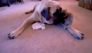 Le Plus Petit Chien Au Monde Sur Orange Vidéos