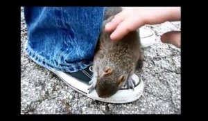 Un écureuil tombe amoureux de ces touristes
