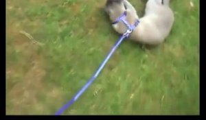 Attaque Dun Chat Enragé Sur Un Petit Chien Le Pauvre