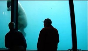 Un ours joue avec une pierre. OMG!!!