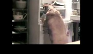 Un chien trop gourmand va dévaliser le frigo