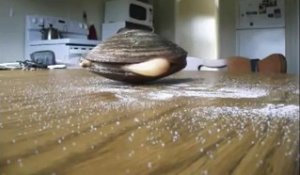 Un coquillage mange du sel sur la table. OMG!