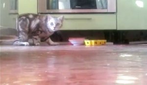 Un chat désire plus d'intimité pour manger son repas