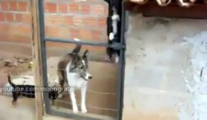 Un chien qui aime prendre la petite porte !