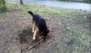 Un chien plus que courageux rentrera sans jouet chez lui !