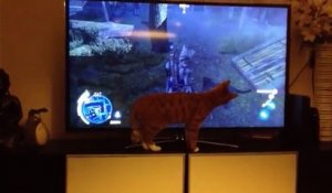 Un chat est fan du chien dans Assassin's Creed III
