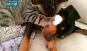 Un chat s'inquiète et prend soin d'un chiot qui rentre du vétérinaire