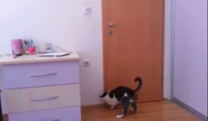 Un chat ouvre 5 portes consécutive !