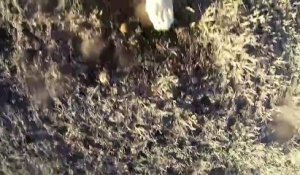 Une GoPro dans la gueule d'un lion ! Vidéo exceptionnelle !