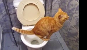 Hé vous avez déjà vu un chat aller au toilette comme les humains ??? Moi oui ... ICI !!!