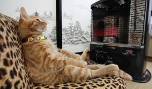 Ce chat a trouvé la solution pour avoir bien chaud ! Regardez !