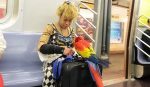 Elle balade son perroquet dans le métro de New-York MDR !