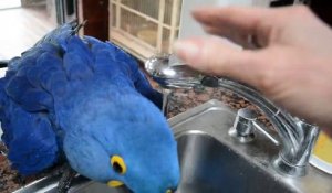 Cet adorable perroquet prend sa douche sous le robinet