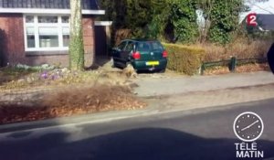 Un loup repéré dans le nord des Pays-Bas