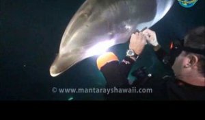 Un dauphin demande de l'aide à des plongeurs