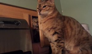 Ce Chat Tres Agile Esquive Tel Un Ninja Trois Autres Chats Sur Son Chemin Sur Orange Videos