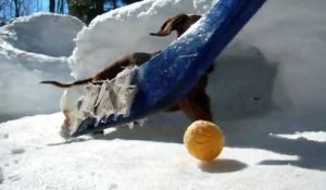 Des teckels trop mignons jouent au Hockey sur glace!