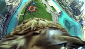 un aigle descend en pic à Dubaï