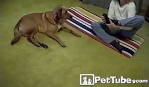 Un chien fait du YOGA avec sa maitresse!