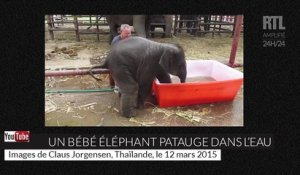 Thaïlande : un éléphanteau s'éclate dans l'eau