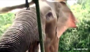 Un Elephant attaque des touriste au Sri Lanka