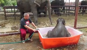 Cet éléphanteau s'amuse comme un dingue en prenant son bain !   ATTACHANT  !
