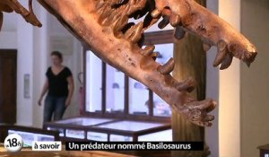 Un monstre disparu nommé Basilosaurus