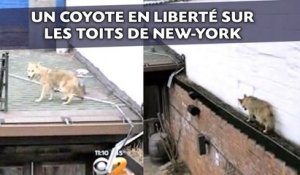Un coyote en liberté sur les toits de New-York