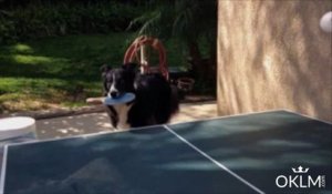 Un chien meilleur que toi au ping pong