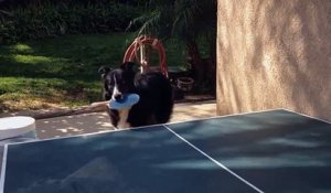 Un chien fait une partie de ping pong avec son maitre