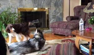 Ce husky apprend aux autres chiens à hurler à la mort