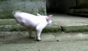 Un petit cochon né sans ses deux pattes arrière