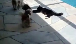 Un Chat Ennuyé par Deux Petits Chiens va Prendre sa Revanche