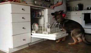 Ce chien aide sa maîtresse à remplir le lave-vaisselle