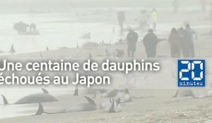 150 dauphins s'échouent au Japon