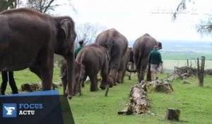 La patrouille des éléphants s'achemine pesamment