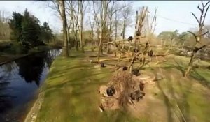 Pays-Bas : un chimpanzé détruit un drone en vol avec un bâton