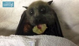 Une chauve-souris mange du raisin