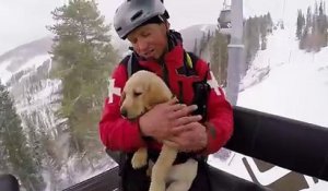 Ce bébé labrador est un Futur chien d'avalanche