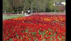 VIDEO (41) 100.000 tulipes pour lancer la saison