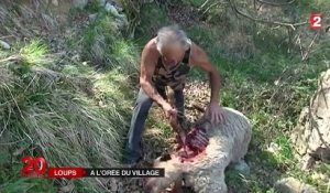 Une nouvelle attaque de loup près du parc du Mercantour