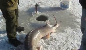 Attraper un poisson de la taille d'un requin en péchant sous la glace!