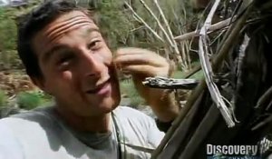 Bear Grylls mange une araignée vivante