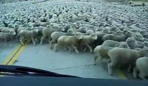 Un énorme troupeau de moutons sur la route (Chili)