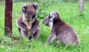 Le cri ridicule du Koala qui se bagarre