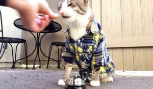 Un chat réclame sa nourriture à l'aide d'une sonnette