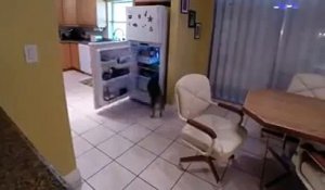Ce chien a une drôle de technique pour se servir dans le frigo...
