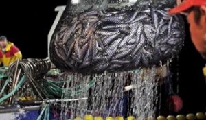 La sardine de Douarnenez