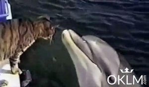 Une amitié incroyable entre un chat et un dauphin